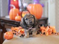 Kaninchen_Dachshund-8796