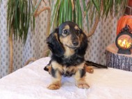 Kaninchen_Dachshund-8808