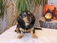 Kaninchen_Dachshund-8811