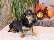 Kaninchen_Dachshund-8827