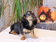 Kaninchen_Dachshund-8828
