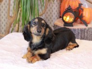Kaninchen_Dachshund-8838