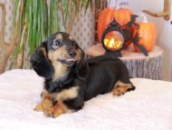 Kaninchen_Dachshund-8841