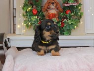 Kaninchen_Dachshund-8872
