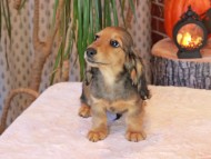 Kaninchen_Dachshund-8874 Kaninchen_Dachshund-8874