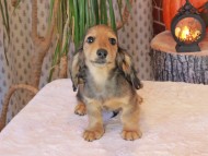 Kaninchen_Dachshund-8877 Kaninchen_Dachshund-8877