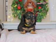 Kaninchen_Dachshund-8878