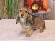 Kaninchen_Dachshund-8884 Kaninchen_Dachshund-8884
