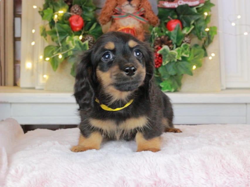 カニンヘンダックスフンド おんぷ&ブルースの子犬 ブラタン 男の子（1）