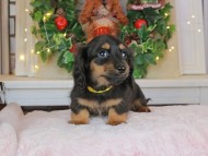 Kaninchen_Dachshund-8900 Kaninchen_Dachshund-8900