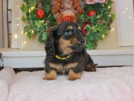 Kaninchen_Dachshund-8902