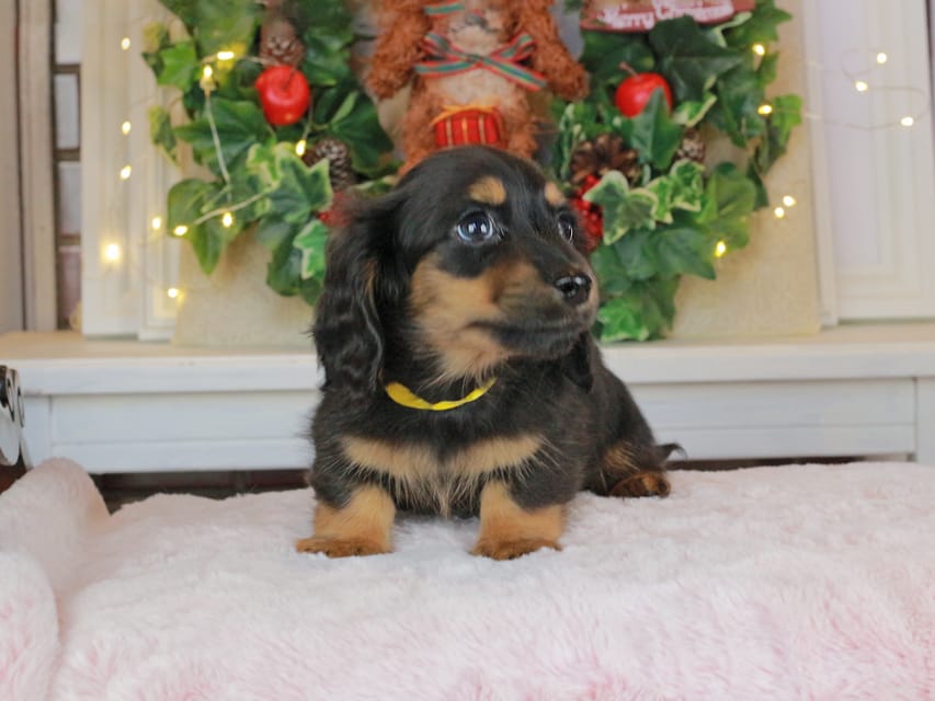 カニンヘンダックスフンド おんぷ&ブルースの子犬 ブラタン 男の子（1）