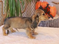 Kaninchen_Dachshund-8913