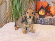 Kaninchen_Dachshund-8938 Kaninchen_Dachshund-8938
