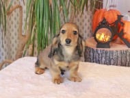 Kaninchen_Dachshund-8939