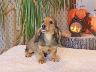 Kaninchen_Dachshund-8940 Kaninchen_Dachshund-8940