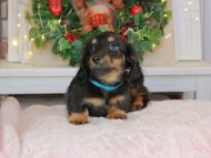 Kaninchen_Dachshund-8942