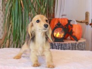Kaninchen_Dachshund-8956
