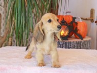 Kaninchen_Dachshund-8961