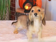 Kaninchen_Dachshund-8966