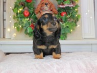 Kaninchen_Dachshund-8975