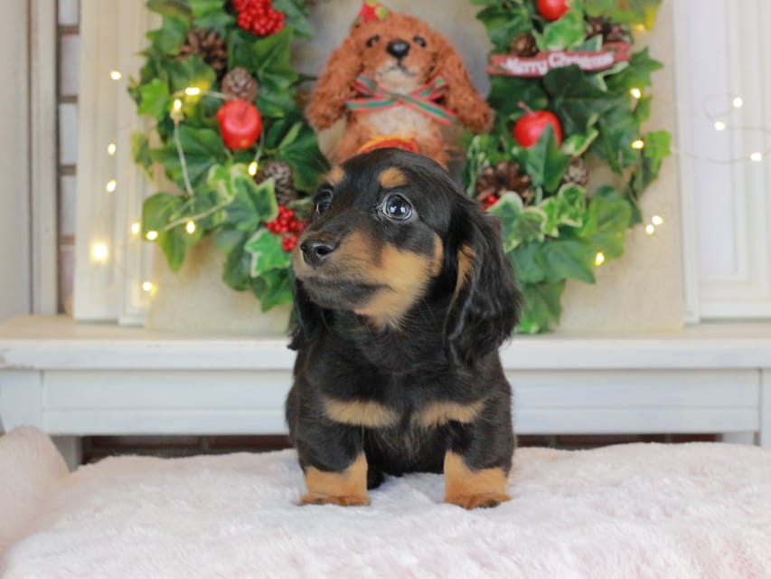 カニンヘンダックスフンド おんぷ&ブルースの子犬 ブラタン 男の子（3）