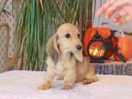 Kaninchen_Dachshund-8985