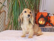 Kaninchen_Dachshund-8986