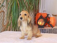 Kaninchen_Dachshund-8987