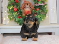 Kaninchen_Dachshund-8989 Kaninchen_Dachshund-8989