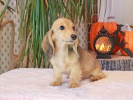 Kaninchen_Dachshund-8992