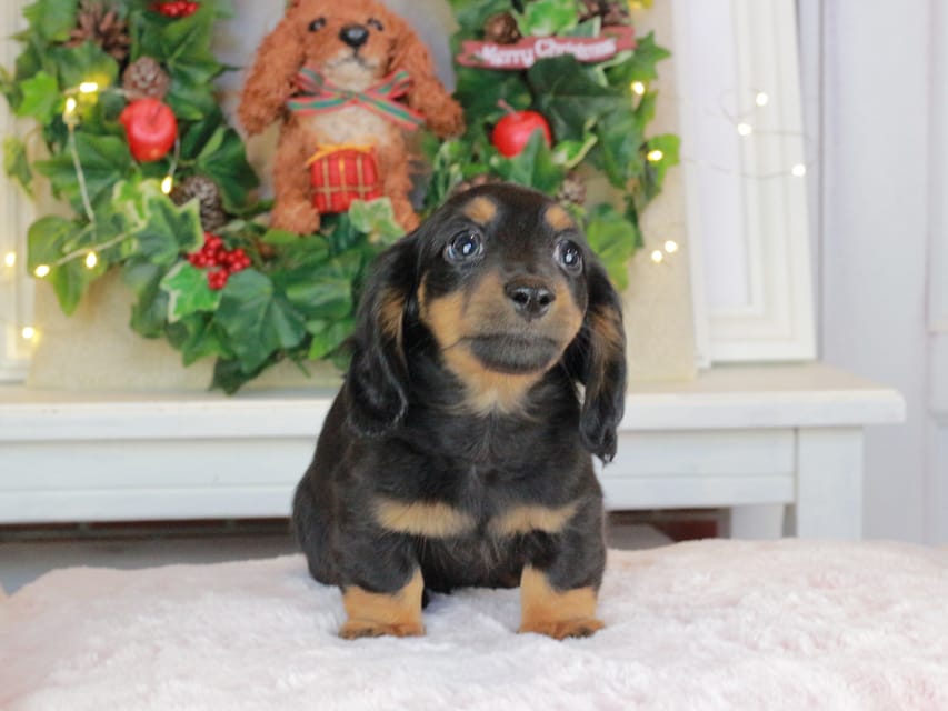 カニンヘンダックスフンド おんぷ&ブルースの子犬 ブラタン 男の子（3）