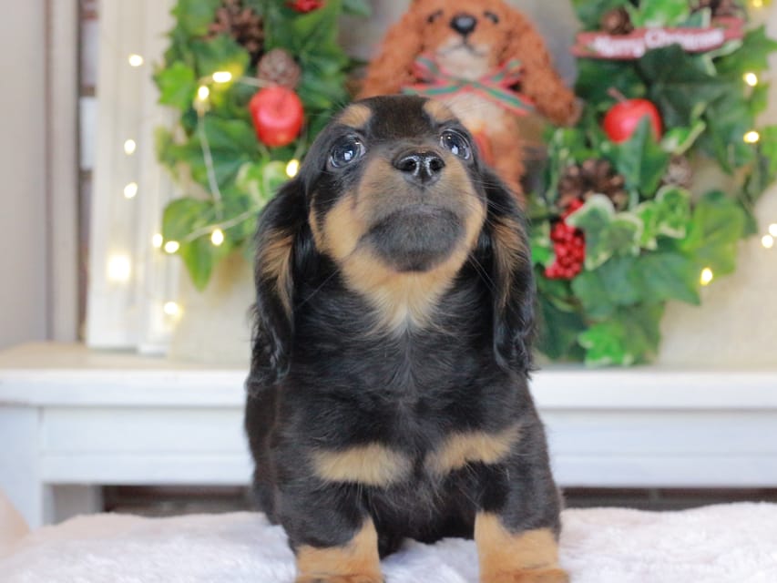 カニンヘンダックスフンド おんぷ&ブルースの子犬 ブラタン 男の子（3）