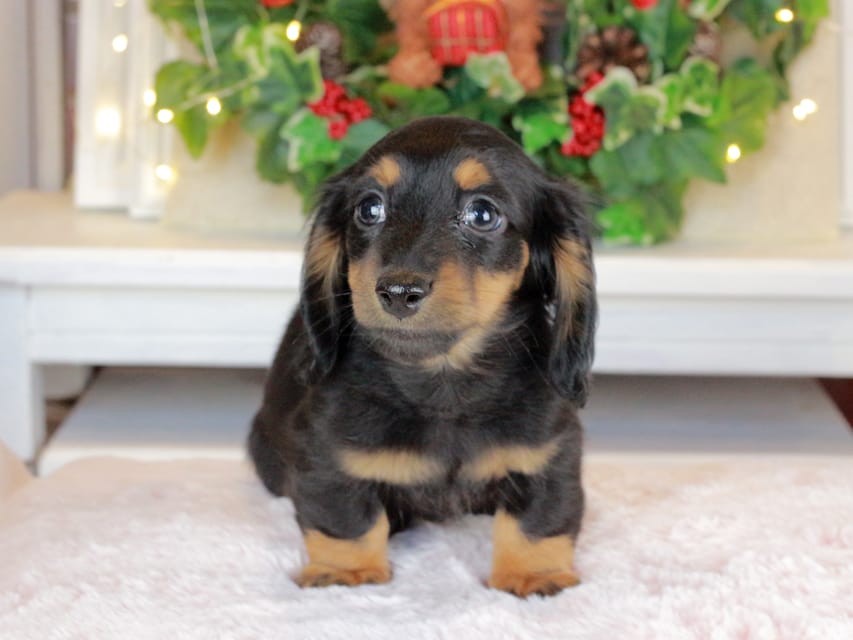 カニンヘンダックスフンド おんぷ&ブルースの子犬 ブラタン 男の子（3）