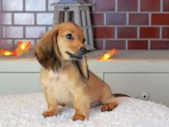 Kaninchen_Dachshund-9028
