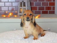 Kaninchen_Dachshund-9032 Kaninchen_Dachshund-9032