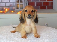 Kaninchen_Dachshund-9044