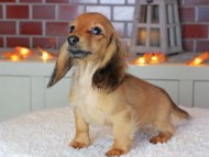 Kaninchen_Dachshund-9050