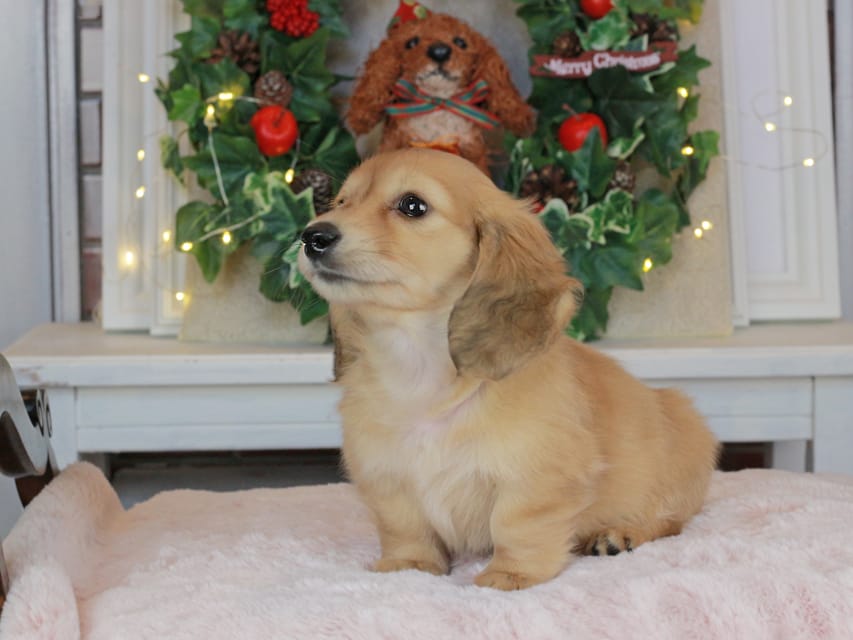 カニンヘンダックスフンド シオン&ボノの子犬 イエロー（クリーム） 男の子