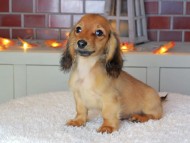 Kaninchen_Dachshund-9060
