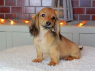 Kaninchen_Dachshund-9061