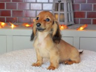 Kaninchen_Dachshund-9062 Kaninchen_Dachshund-9062