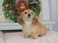 Kaninchen_Dachshund-9062