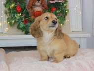 Kaninchen_Dachshund-9063