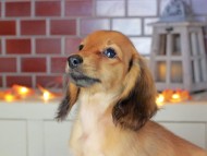 Kaninchen_Dachshund-9065 Kaninchen_Dachshund-9065