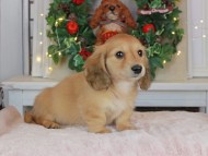Kaninchen_Dachshund-9067