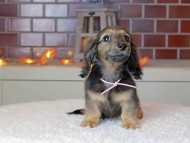 Kaninchen_Dachshund-9076