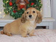 Kaninchen_Dachshund-9077