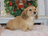 Kaninchen_Dachshund-9079