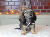 Kaninchen_Dachshund-9082